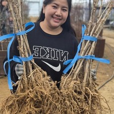 두릅나무묘목 토종참두룹나무 2년 드릅묘목, 토종참두룹 2년 중품