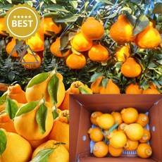 제주도 산지발송 가정용 한라봉 알뜰형 가성비 제주 못난이 주스용 쥬스용, 1개, 3kg(대과)