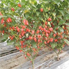 野菜部屋 M06 愛心椒種子 外觀亮麗 果實採收集中 產量高, 1包