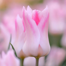 [가든조아] 네덜란드 오리지널 튤립 홀랜드 시크 10cm포트, 2개