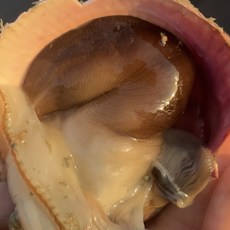 [산지직송] 여수 A급특품 손질새조개 실중량 200g 당일조업 완전손질, 1개, 정품 손질새조개 200g