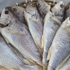 국내산 쫀득고소 프리미엄 반건조 통민어, 1박스, 통민어 특대 350g 내외 1미 (350g)