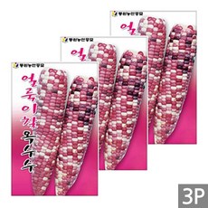 세인화분 얼룩이 찰옥수수 70립 - 국산 옥수수 씨 씨앗, 3개