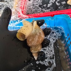 100% 자연산 동해안 백골뱅이 1kg 당일조업 당일발송 백고동 골뱅이회 골뱅이탕, 1박스, 백골뱅이 소짜 1kg