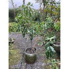 霏霏園藝 大丁香荔枝 1尺吋美植, 1個