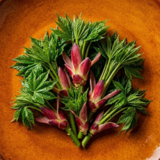 [4월한정판매] 당일수확 국산 봄제철 엄나무순, 1개, 500g