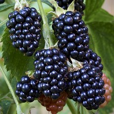 [베리세상] 고창 냉동 블랙베리 1kg(특품트레이포장), 1개, 단품