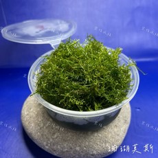 宗信水族 珊瑚莫斯杯裝 水族造景陰性水草, 1個