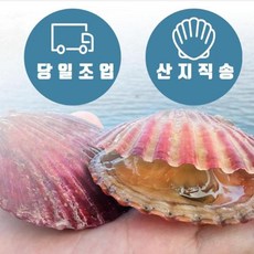 국내산 특품 홍가리비 5kg, 5kg x 1박스