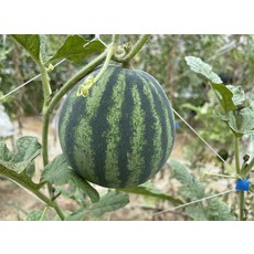 【野菜部屋~】R37 小花迷你西瓜種子 100粒, 1包