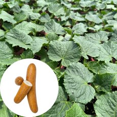 새마을총각 노각오이모종, 2개