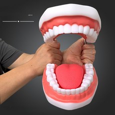 치아 모형 대형 혀 칫솔 양치 구강교육 치과 충치 보철 모델, 1:1 건강한 치아 칫솔 포함, 1개