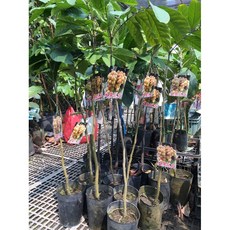 霏霏園藝 大果龍貢 樹高約80公分, 1個