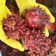 자연산 멍게 제철 돌멍게, 3개, 1kg