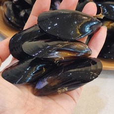 국내산 생물 다듬이 홍합 홍합탕 1kg, 1개, 1kg내외(90미)