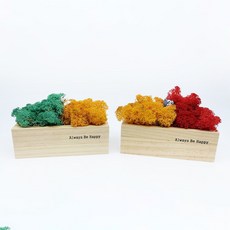 SCANDIAMOSS 空氣淨化植物木盆苔蘚 2入, 5. 太平洋綠/秋+秋/紅