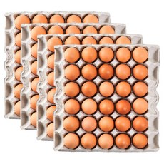 [더싱싱] HACCP 구운계란 구운란 대란, 120구, 1개