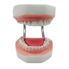 이모형 구강 충치 병원 디스플레이 모형 6배 1. 일반형, A. 치아 보건 모형 탐구 과학 보급 기기 과