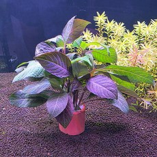 하이그로필라 코림보사 포트수초, 1개