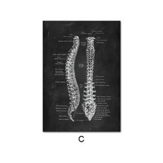 인간의 해부학 포스터, A3 30x42cm 프레임 없음, NQ321C
