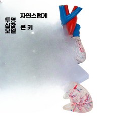 심장 모형 해부학 인체 해부 교육용 모델 심혈관 대형 학교, 1개, 대형 심장 - 투명