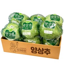 야채피아 산지직송 양상추 12통 국내산 개별포장 식자재 업소용, 1세트