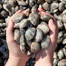 당일조업 국내산 세척 해감 활 바지락 1kg 2kg 3kg, 당일조업 세척 해감 활 바지락 1kg