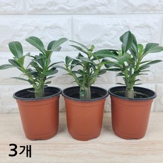 석화(소품) 미니바오밥나무 사막의장미, 3개