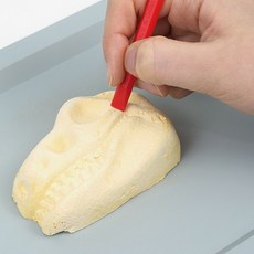 핑크풋 공룡화석 발굴키트 과학 어린이 장난감 ver.2, 1개