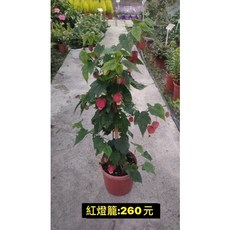 霏霏園藝紅燈籠 庭院裝飾 節慶喜慶 戶外耐用 懸掛式設計