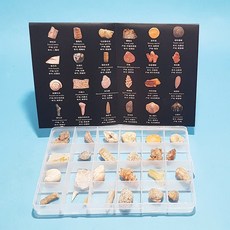고생물학 화석 표본 종합세트(24종) (KSIC-15007)
