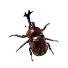 루나벅스 장수풍뎅이 성충 키우기 수컷 암컷, 선택02 장수풍뎅이 수컷 (40~49mm), 1개