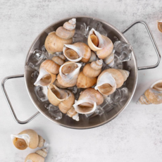 최상급 동해 생물 백골뱅이 백고동 1kg, 1개, 최상급 생물 백골뱅이 소(50미 내외) 1kg