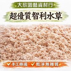 大欣園藝 智利水草 水苔, 1個