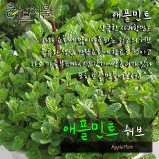 [허브여울] 애플민트(모히토/허브티/식용허브/노지월동) 지름 9cm 소품 허브화분, 1개