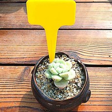식집사 옐로우 원예 식물 이름표 T자형 화분 식물라벨, 없음