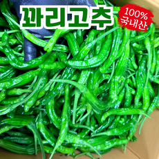 맵지않은 국내산 A+등급 햇 꽈리고추, 1박스, 1kg (특품)