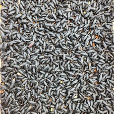 슈퍼밀웜 성충, 1g, 20개