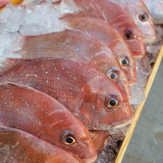 국내산 당일조업 자연산 생물 참돔, 1개, 2미