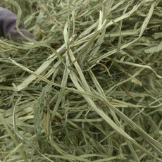 寵物牧草 倉鼠兔子天竺鼠適用 高纖維助消化 1公斤, 1kg, 1個