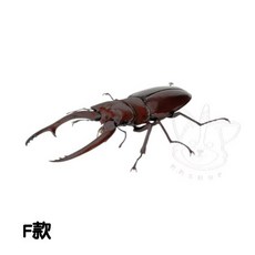 M.M小舖 BANDAI 轉蛋 扭蛋 生物大圖鑑 鍬形蟲篇09 鍬形蟲 圖鑑 生物 模型 全6款, 1個, F款/兩點前鍬甲-暗色1C531