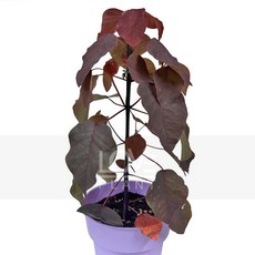 꽃사랑식물나라 초코리프(중품) 유포르비아 코티니폴리아 감성식물 거실화분 인테리어 반려식물, 1개