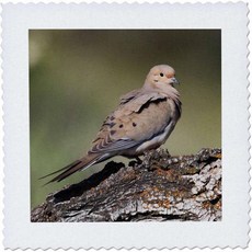 3D 로즈 모딩 도브 12x12인치 퀼트 스퀘어, 12x12”