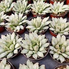 [해뜰다육] 필리페라금 다육식물 선인장, 1개, 1