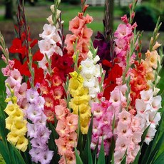 글라디올러스 구근 혼합, 5개