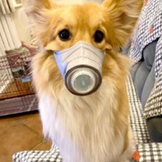 서무스토어 강아지 마스크 3p 미세먼지, 클린오투 마스크 L