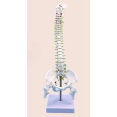 척추 골반뼈 모형 요추 학교 병원 의학 교육용, 45CM 수직 척추 골반/대퇴골, 1개