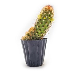 미미네아쿠아 반려식물 다육식물 선인장 - 황금사 1포트