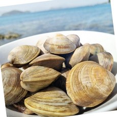 VDG 수입산 백상합 중 1KG 수산물, 1개