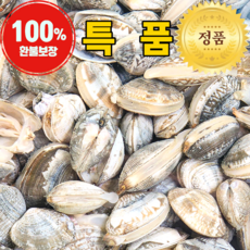 국산 활 왕 바지락 생물, 1개, 대 5kg